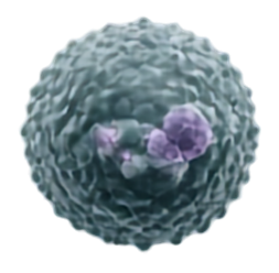 A tumour cell population adapting