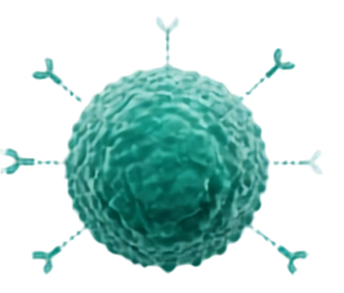 A cancer cell with receptors targeted